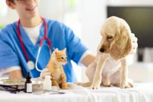 Veterinarian evaluating dog and cat on exam table